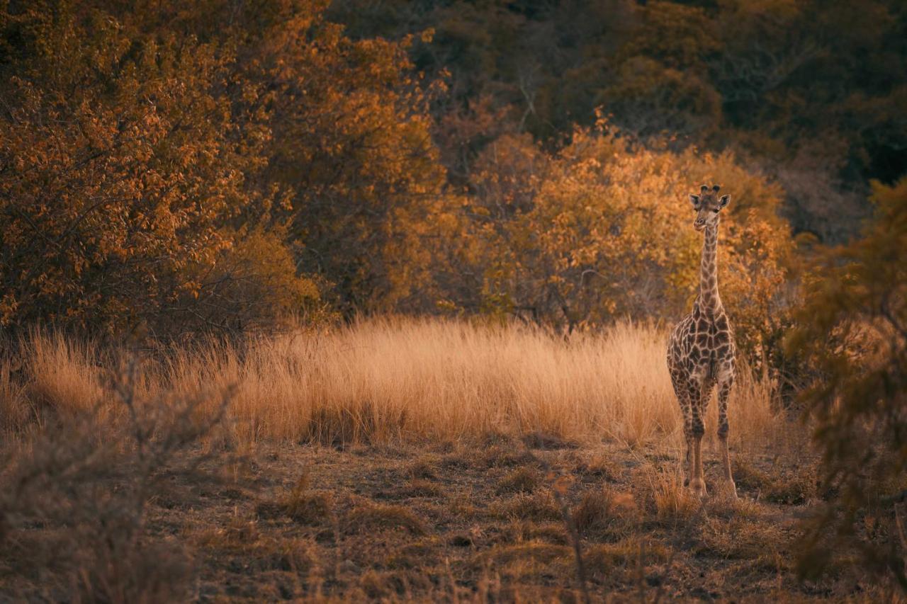 Leshiba Wilderness Villa Louis Trichardt Exterior foto