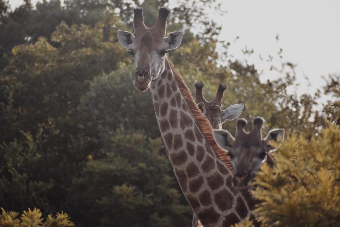 Leshiba Wilderness Villa Louis Trichardt Exterior foto